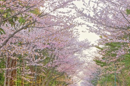 円山公園