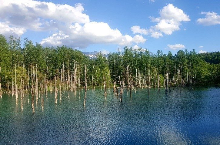 白金青池