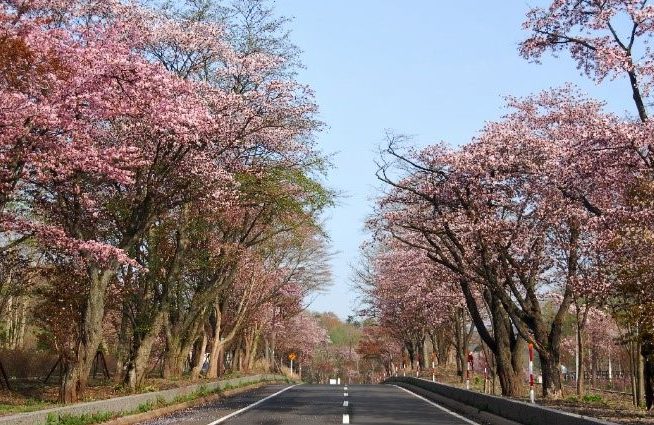 登別櫻花隧道
