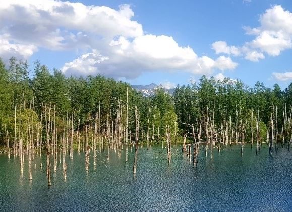 白金青池1