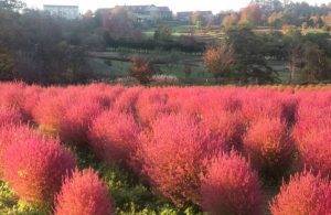 YUNI花園