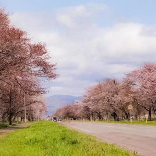 靜內20間道路櫻花大道
