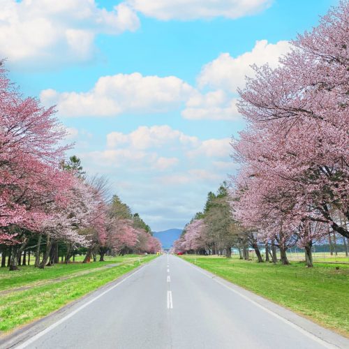 新日高町靜內櫻木花道_R