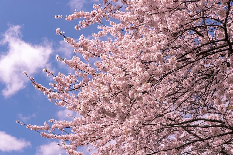Beautiful,Cherry,Blossoms,In,Full,Blooming,In,Sapporo