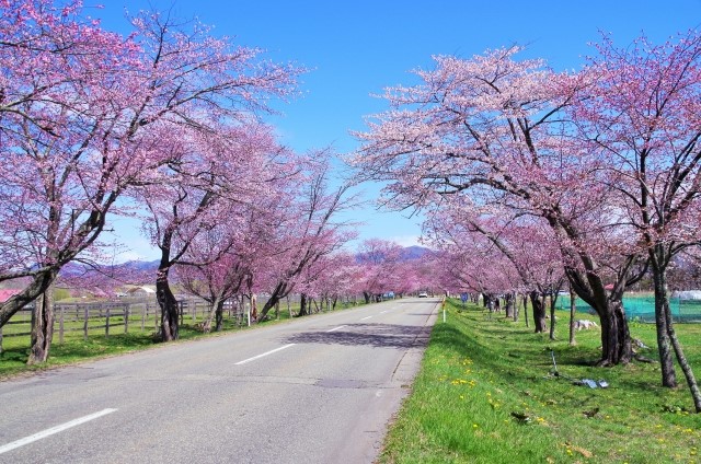 優駿櫻花道 （優駿さくらロード 西舍櫻並木）