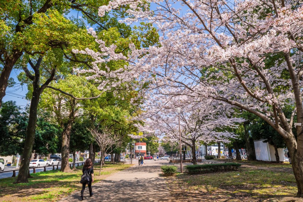 Scenery,Of,"odori,Park",With,Cherry,Blossoms.,Many,Cherry,Trees