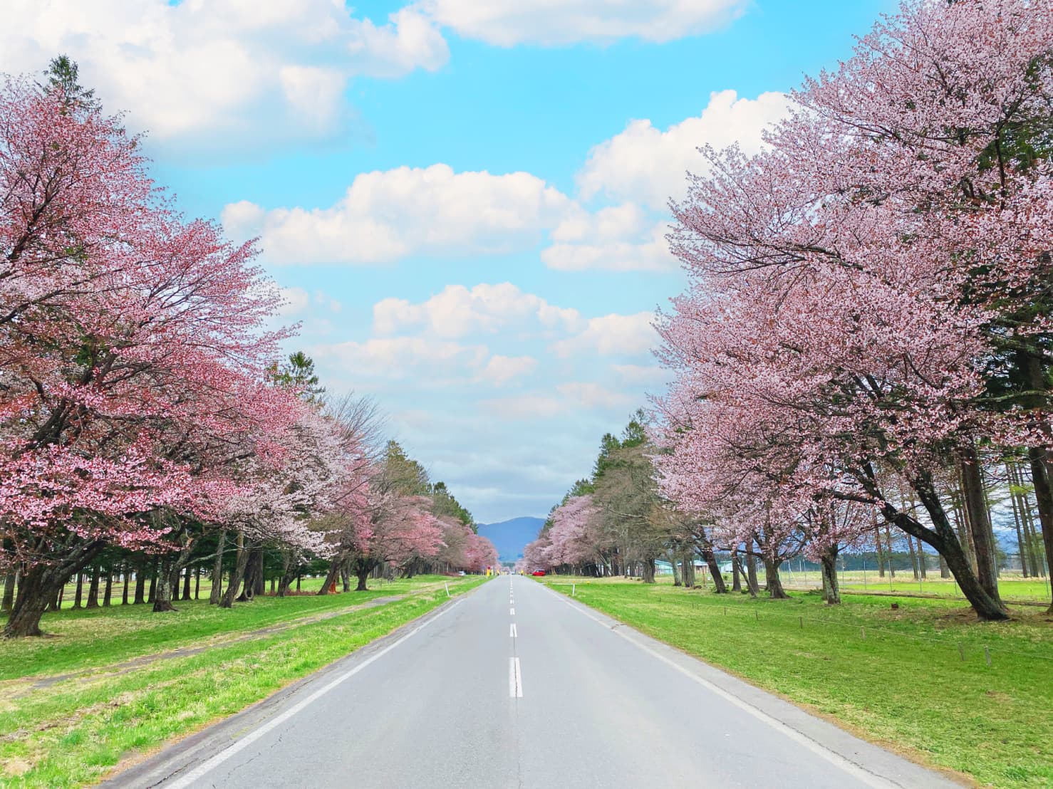 北海道櫻花2023  百選櫻木花道深度全覽7日遊