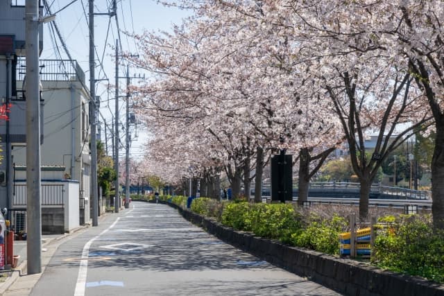 櫻花走廊【新川櫻花並木】