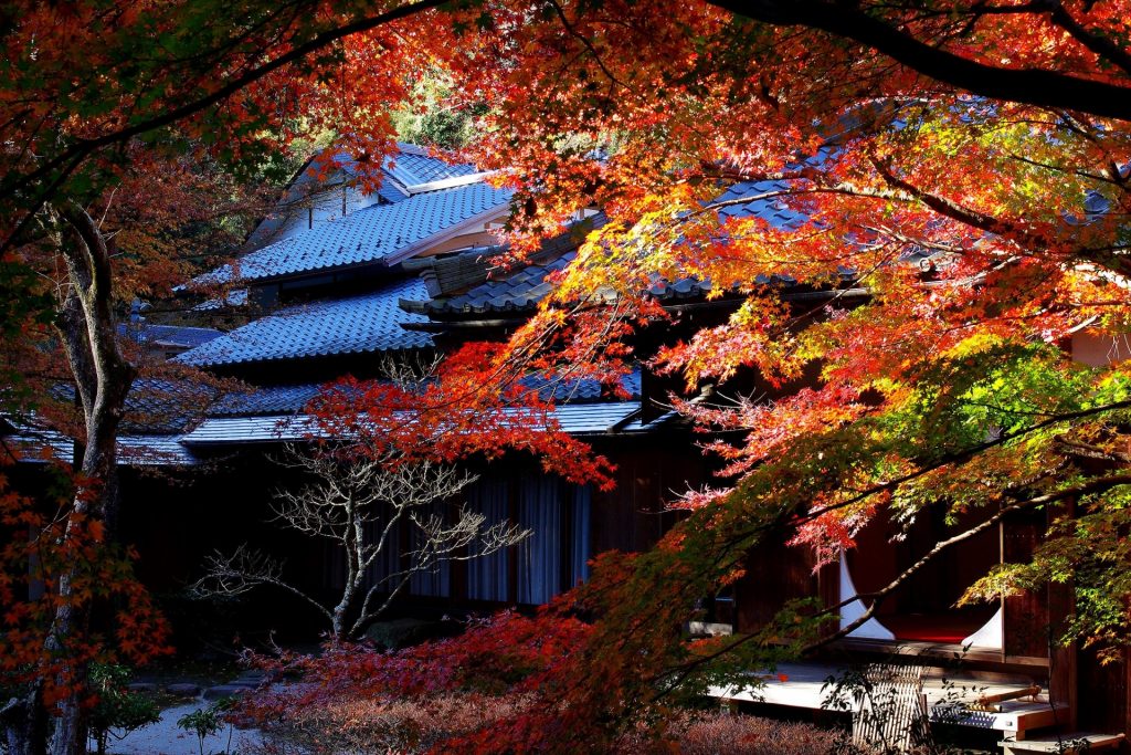 日本的秋天  關東秋季絕景2日