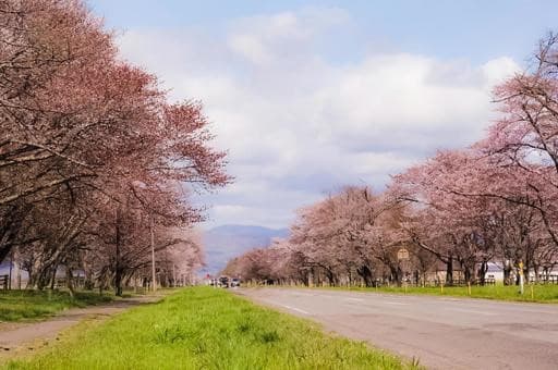 靜內20間道路櫻花大道