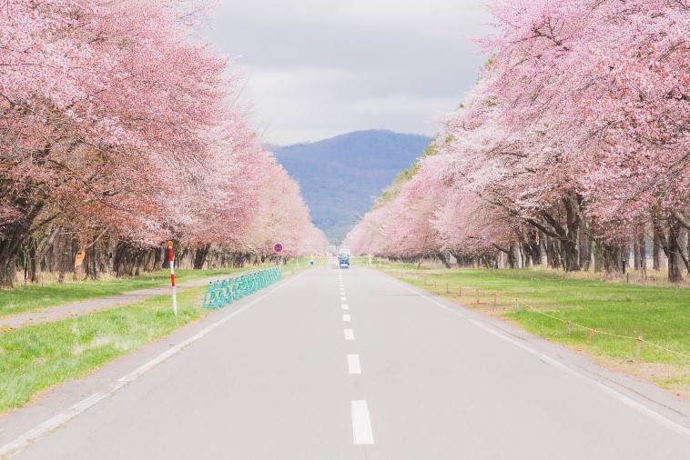 靜內20間道路櫻花大道