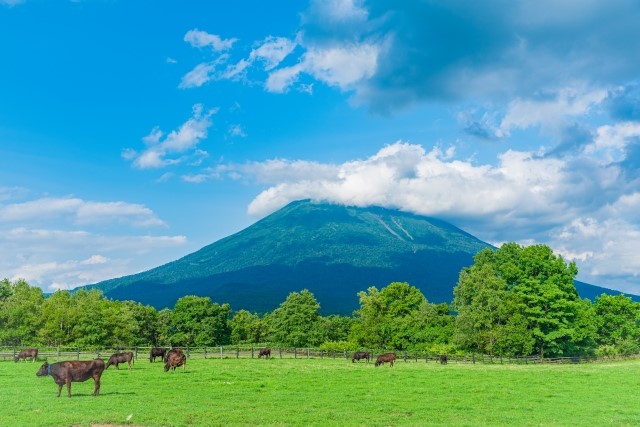 高橋牧場