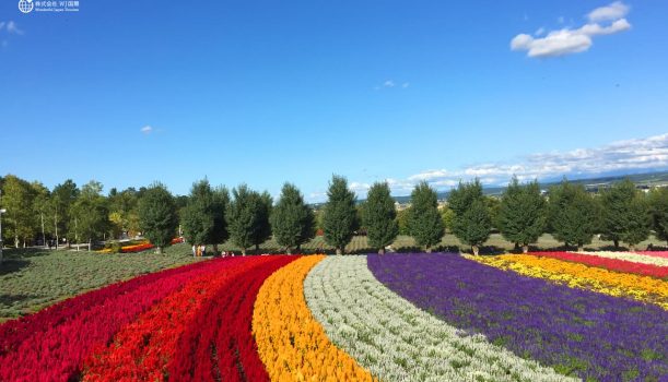 愛上北海道｜Blue Love 夏戀花田5日