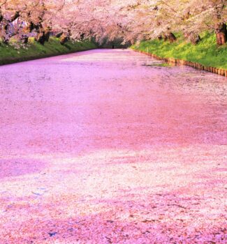 日本絕景|春色限定EXPLORE 青森秋田岩手山形宮城華麗7日