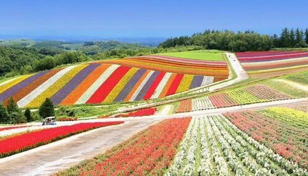 北海道夏季｜Green Love 花季旅行10日