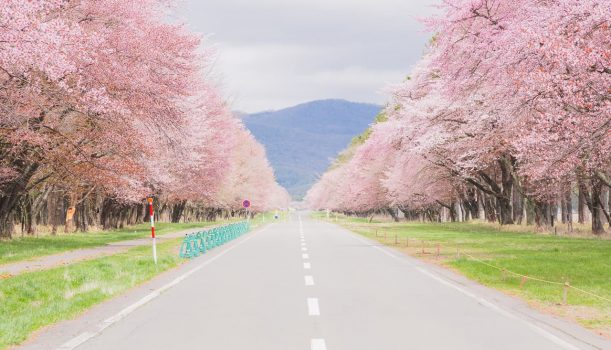 愛上北海道｜Pink Love 春櫻祭典5日